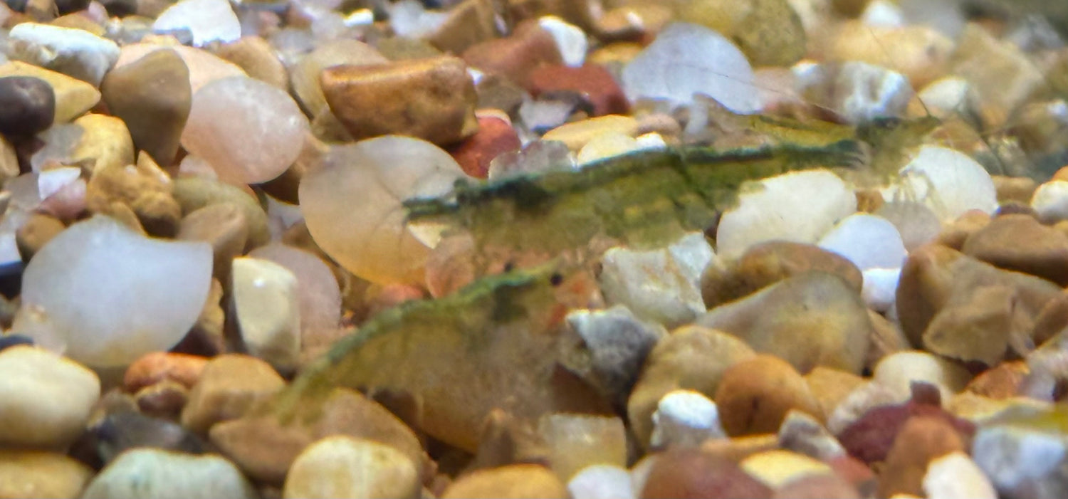 Green Jade Neocardinia Shrimp (.75”)