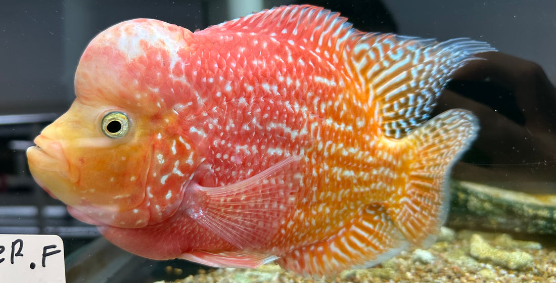 XL Goldenbase Flowerhorn (8”)