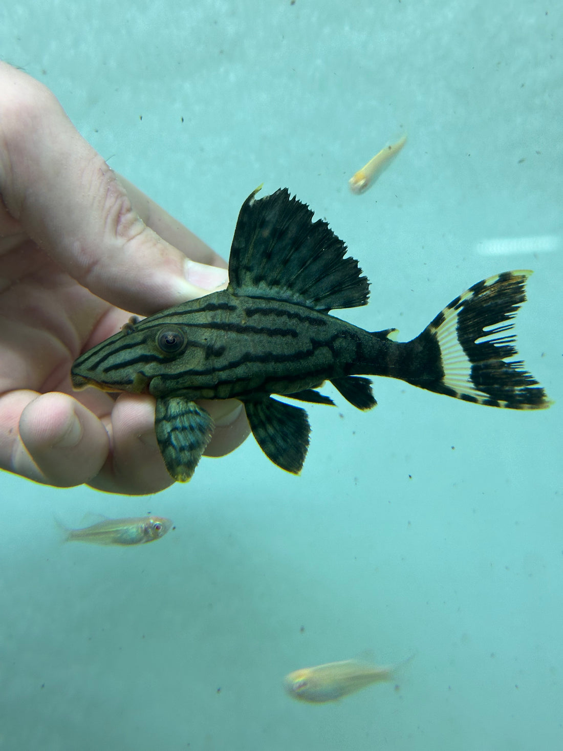 L191 Royal Pleco (2.5-3”)