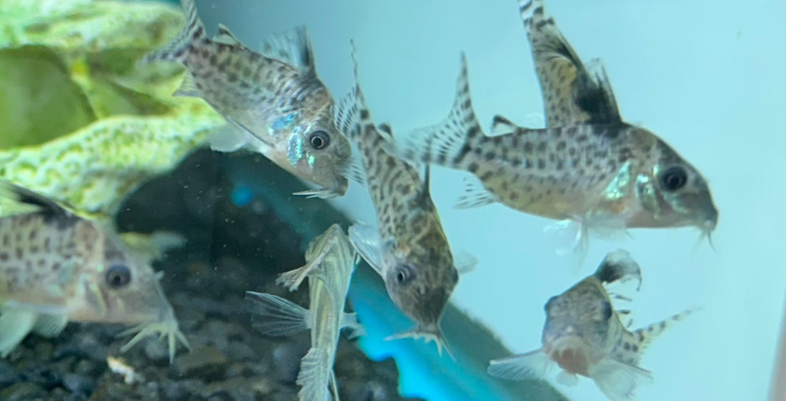 Spotted Cory (1.5”)
