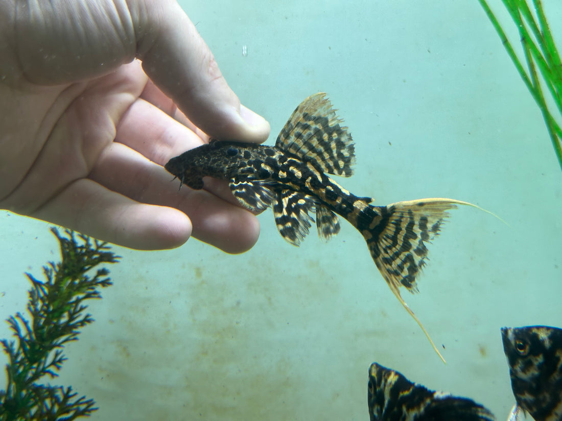 L273 Red Titanic Pleco (4-4.5”)
