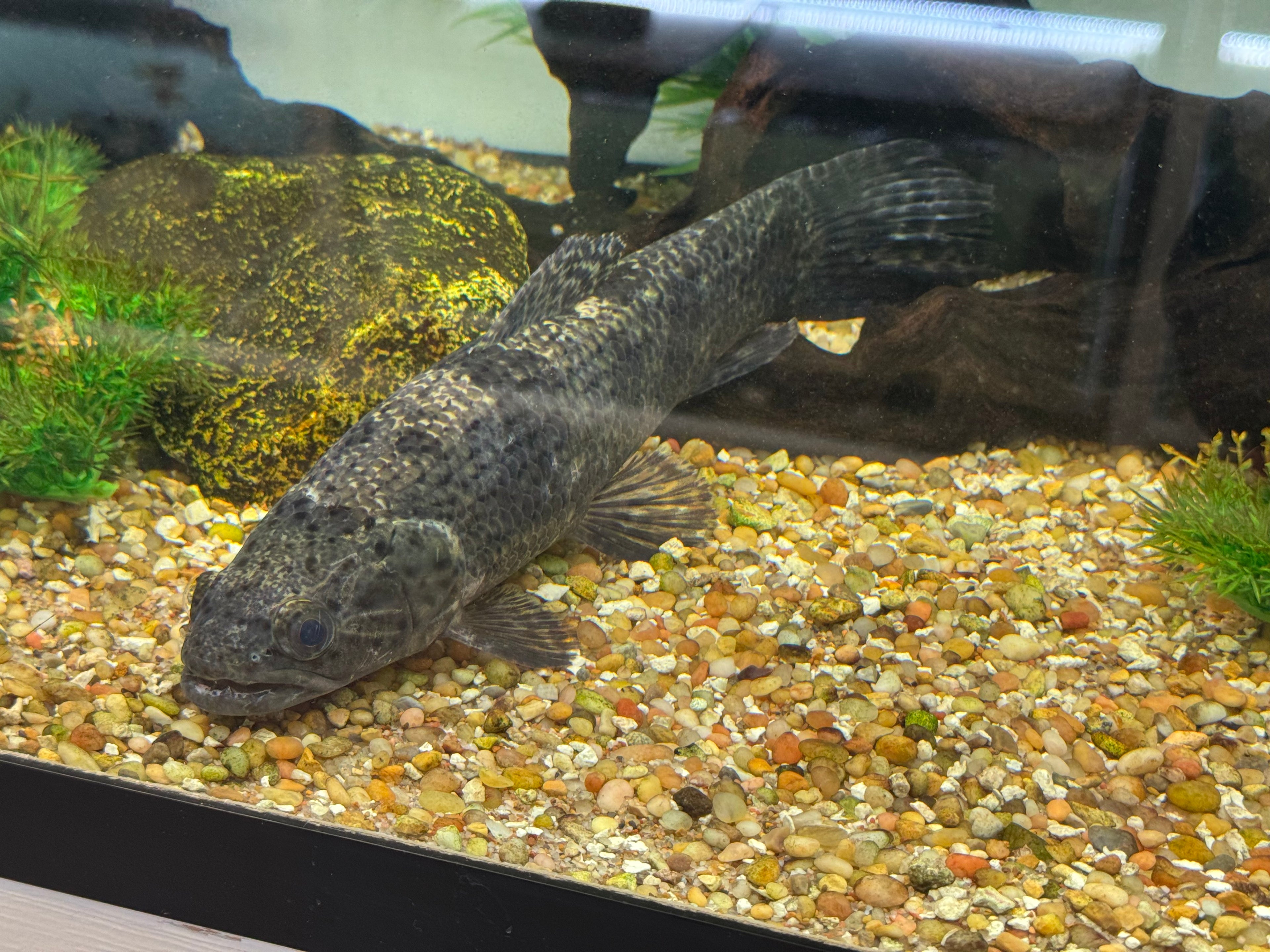 XL Aimara Wolffish (9-10”)