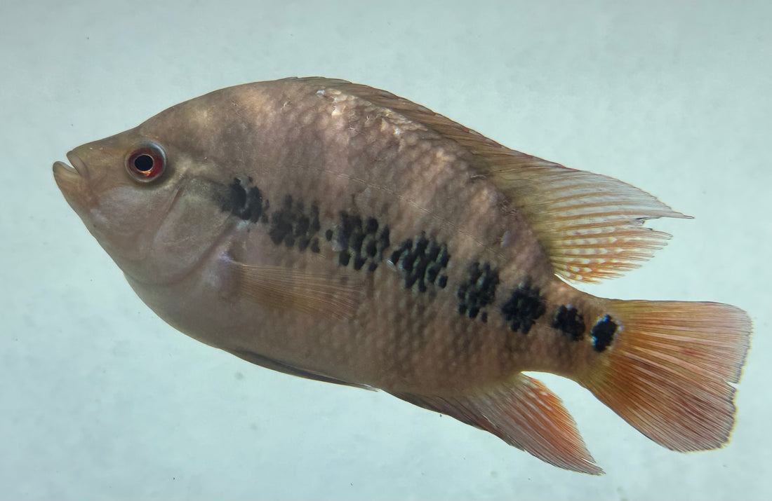 Large Lysoni Cichlid (6”)