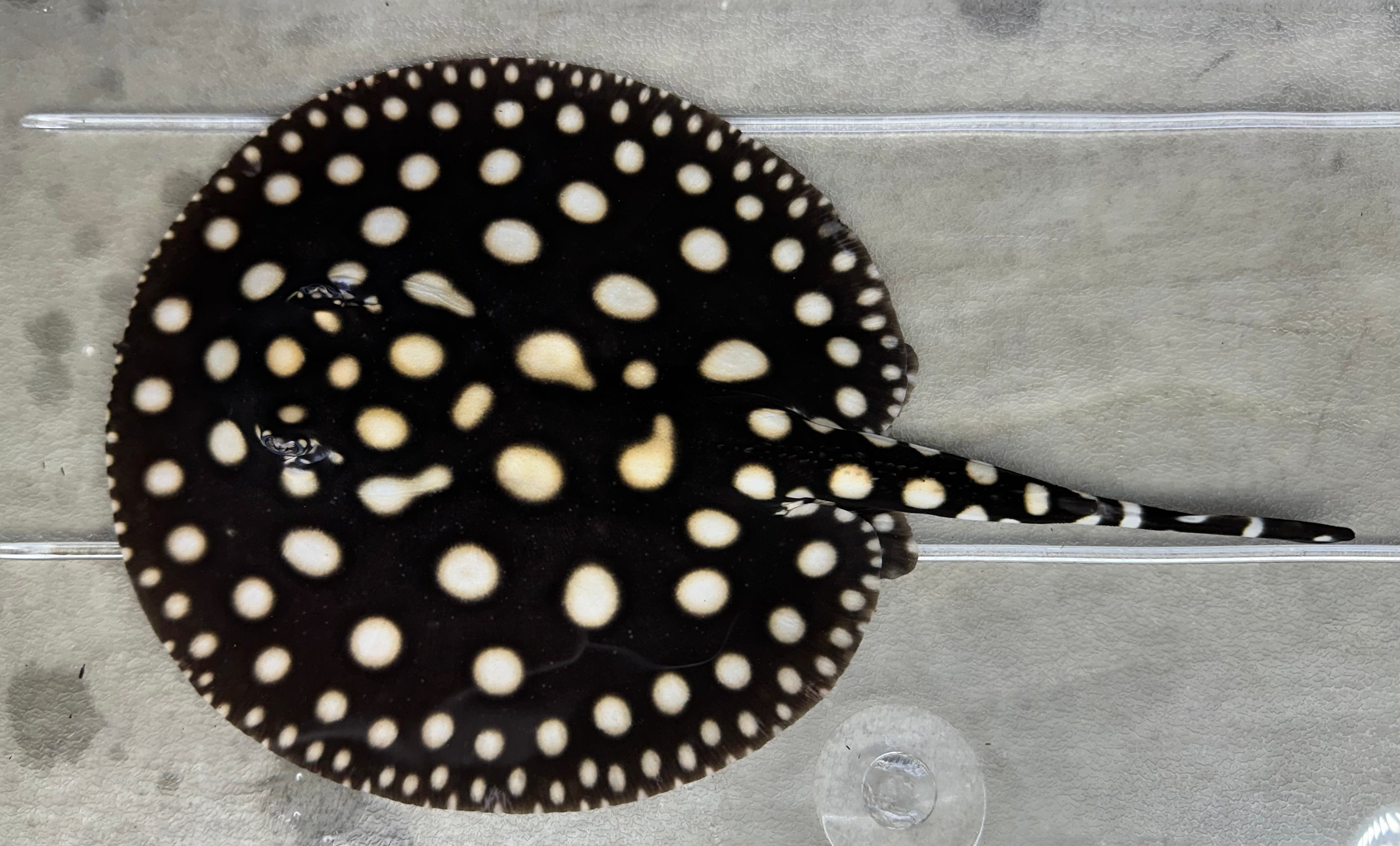 Black Diamond Stingray (Male 6”)