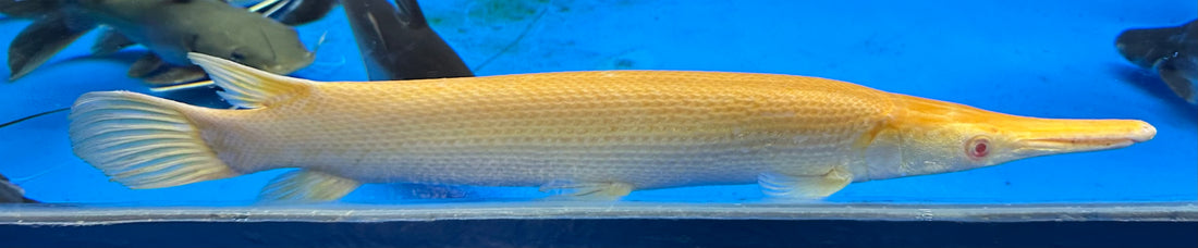 XL Albino Alligator Gar *Red Eyes* (22-24”)