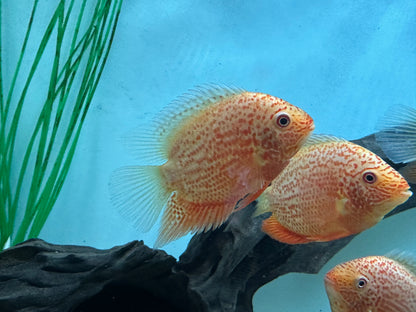 Red Severum (4”+)