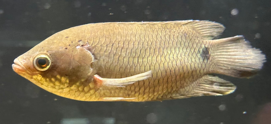 Ctenopoma kingsleyae (4”)