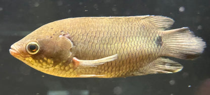 Ctenopoma kingsleyae (4”)
