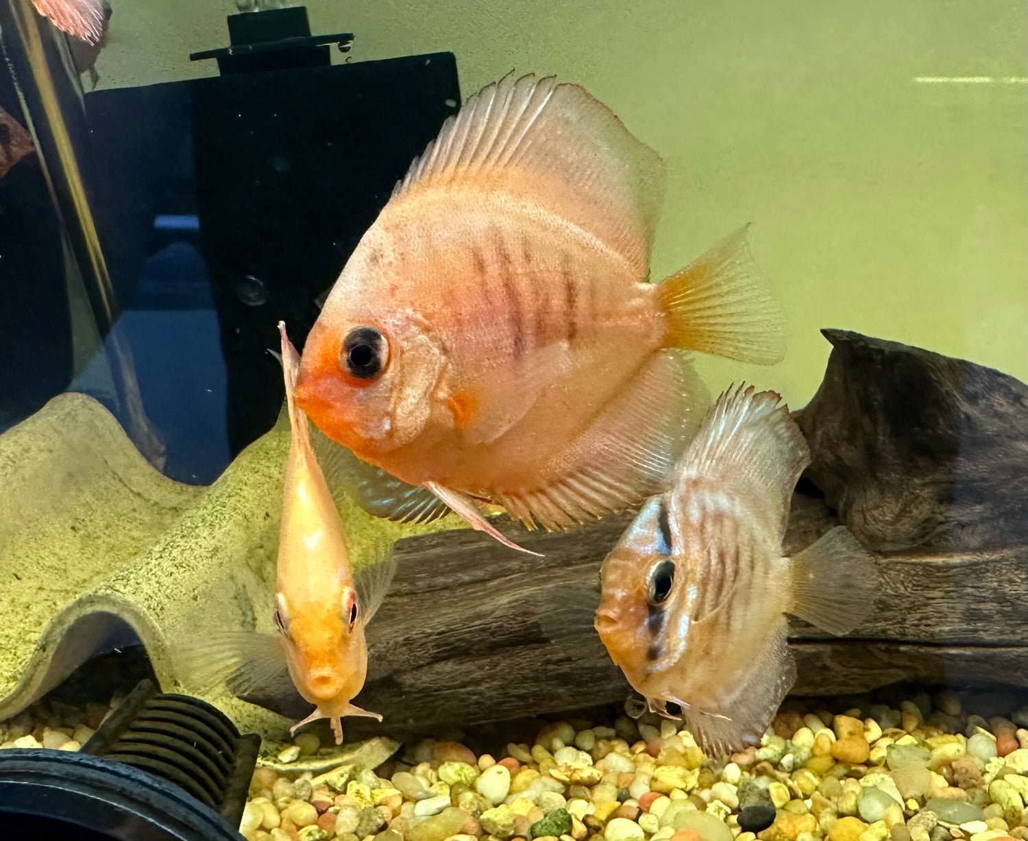 Assorted Juvenile Discus (2.5”)