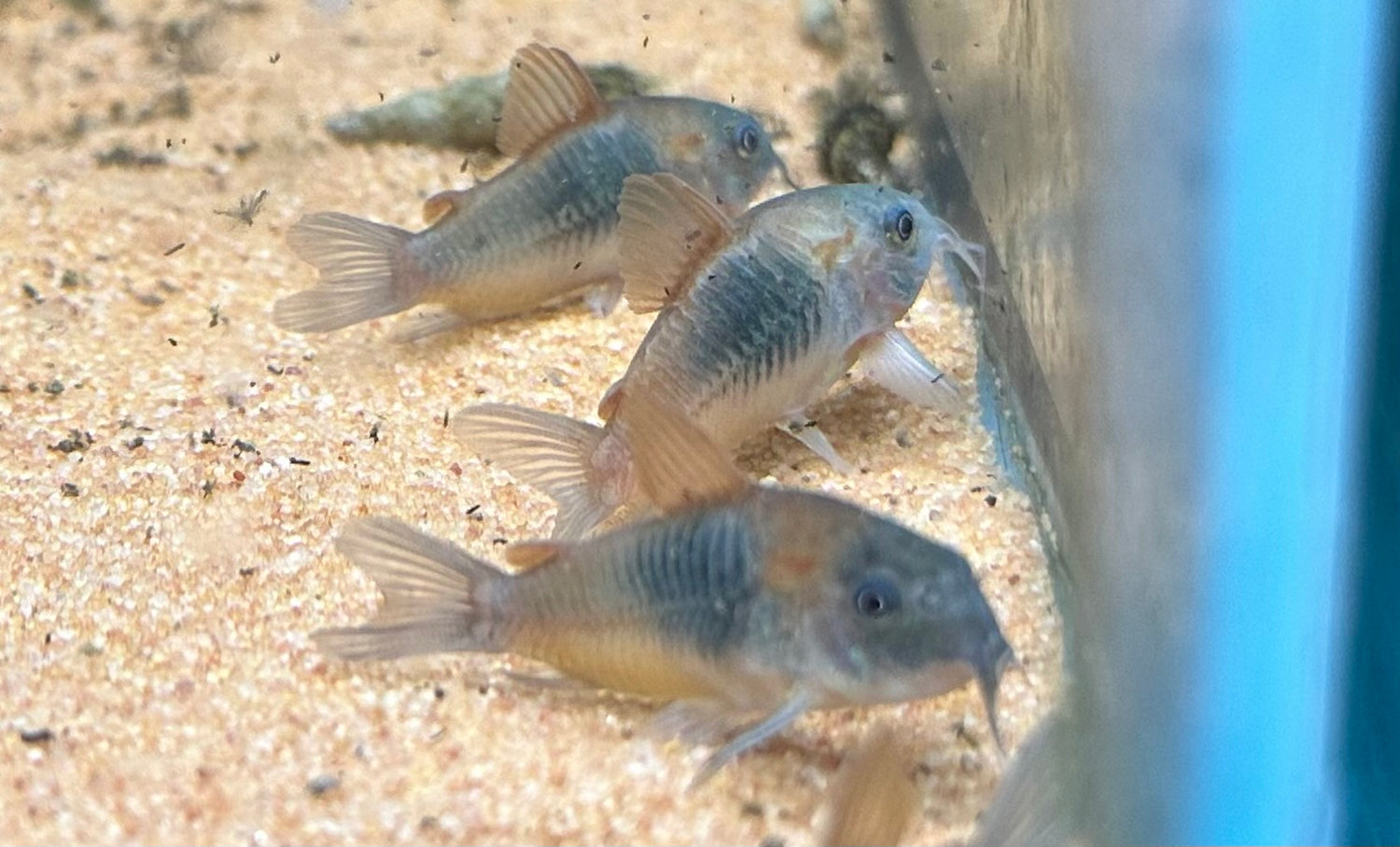 Large Orange Venezulan Cory (1.5”)