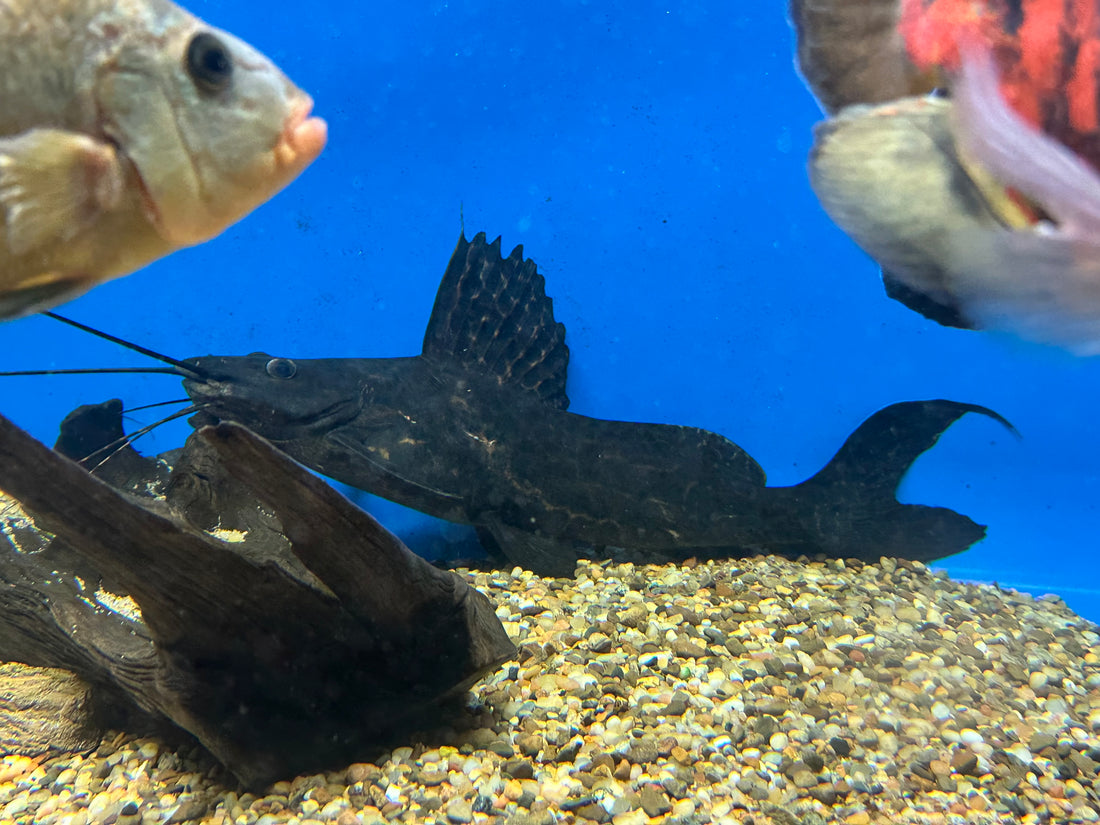 Jumbo Marble Achara Catfish (22-24”)