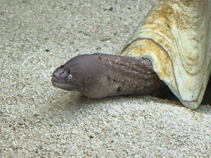 XL Grey Faced/White Eye Moray Eel (24”+)