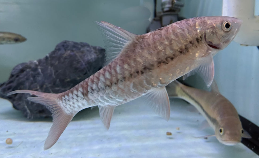 LARGE Red Mahseer (8-9”)
