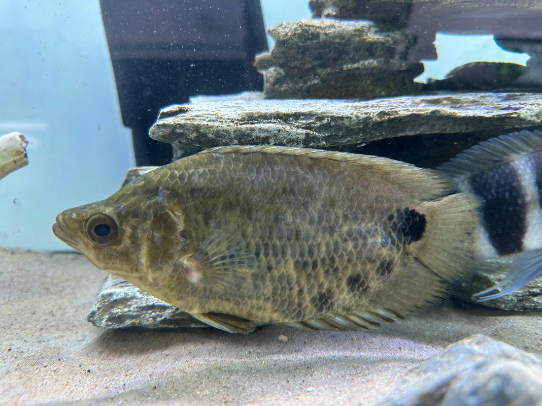 XL Ctenopoma Leaf Fish (5.5-6”)
