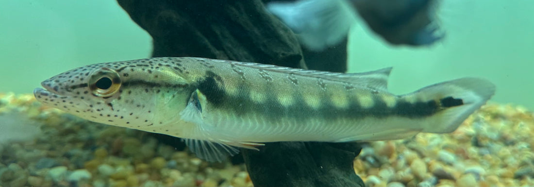 Lenticulated Pike Cichlid (7-8”)