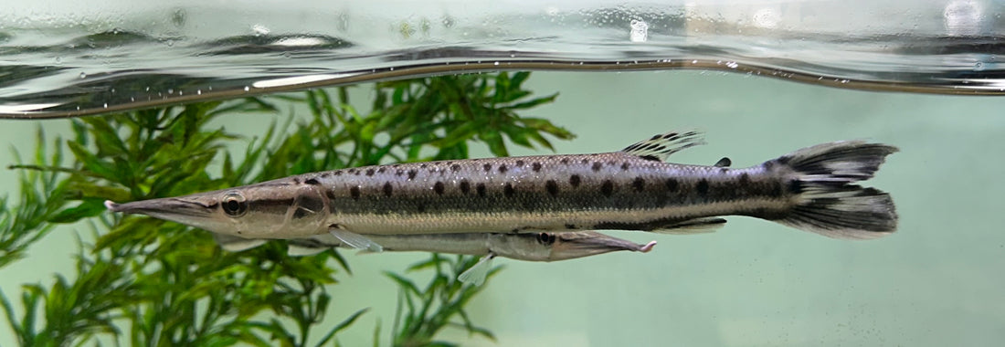 Large Striped Mosaic Gar (7-8”)