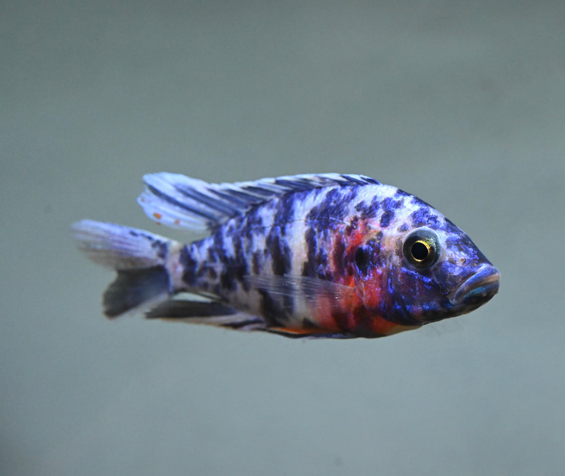 Blue OB Peacock Cichlid (4”)