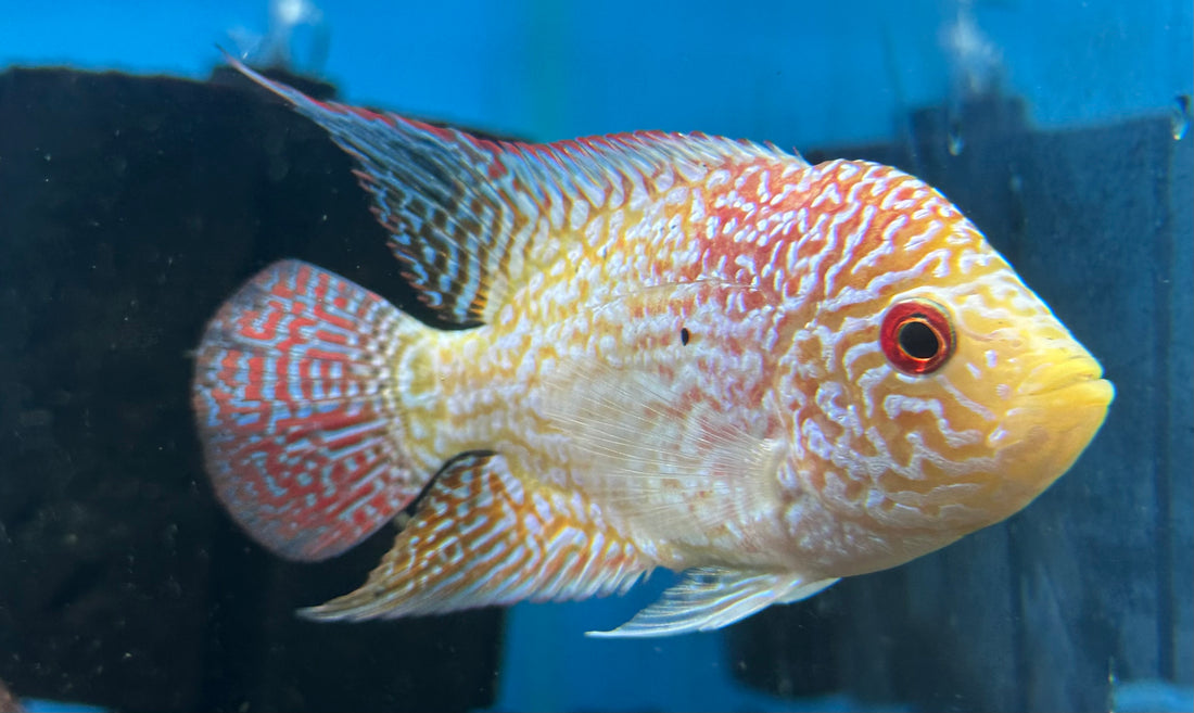 Goldenbase Flowerhorn (4.5”)