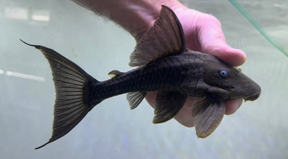 Blue Eye Panaque Pleco (7”)