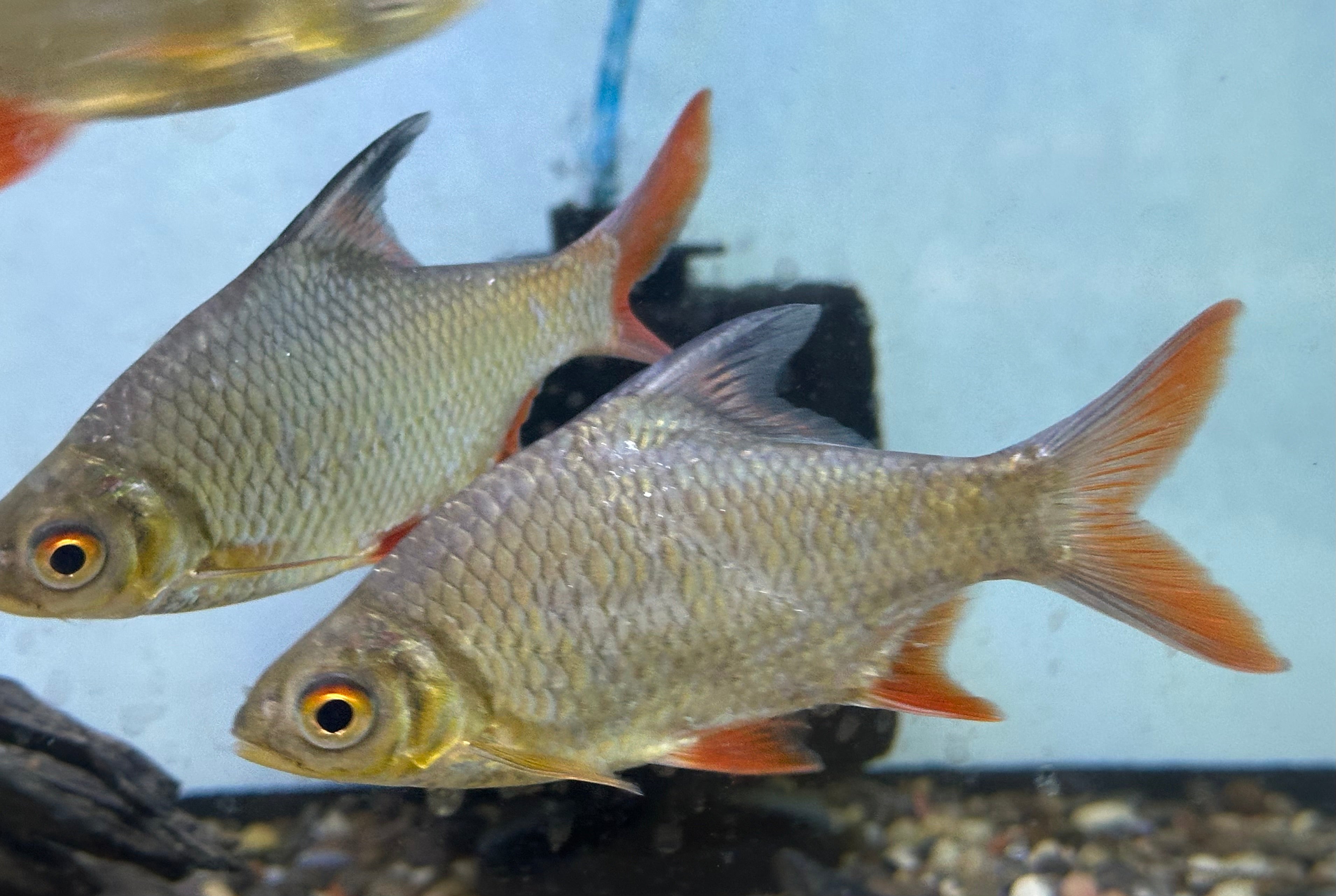 Large Tinfoil Barb (5”)