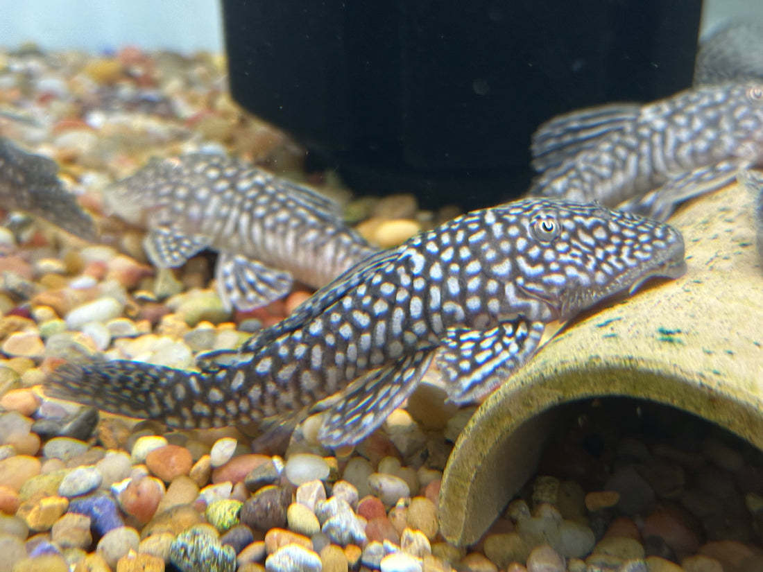 XL Slate Pleco (4.5-5”)