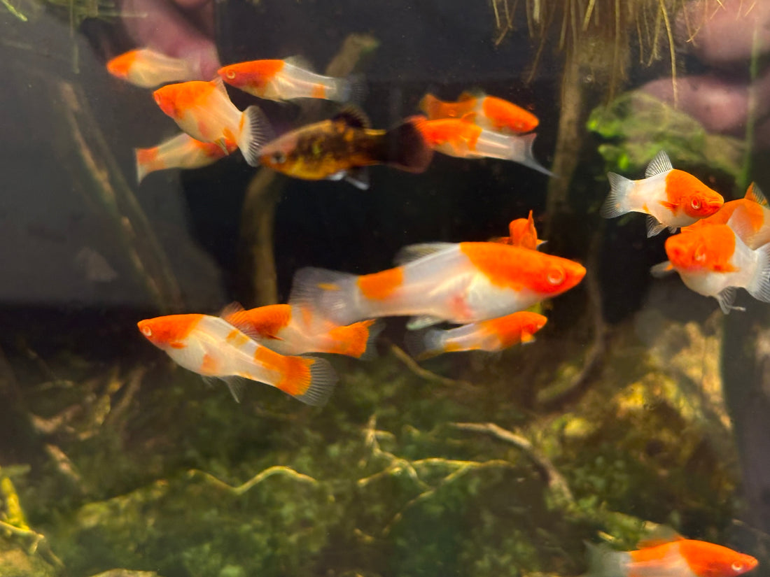 Albino Kohaku Swordtail (1.75-2”)