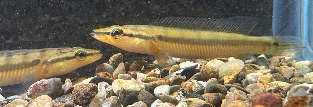 Baby Zebrina Pike Cichlid (3-3.5”)