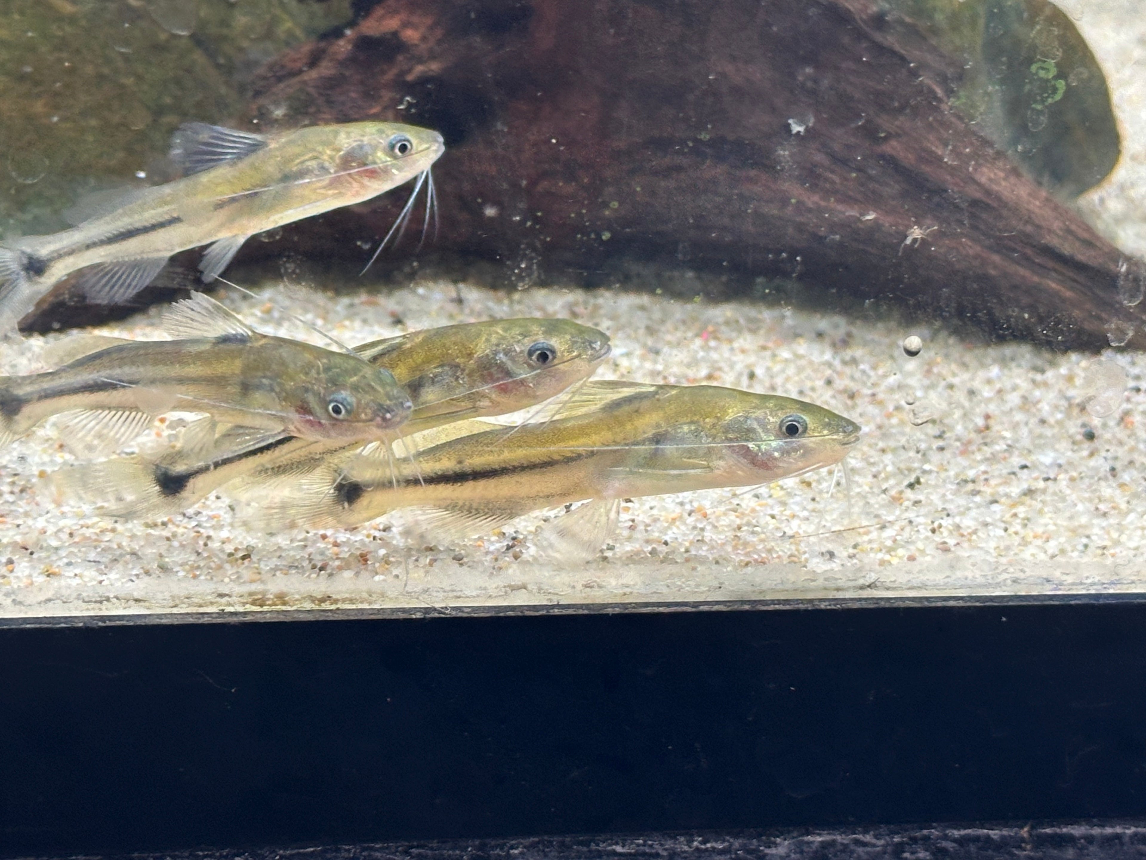 Gold Pim Catfish (2-2.5”)