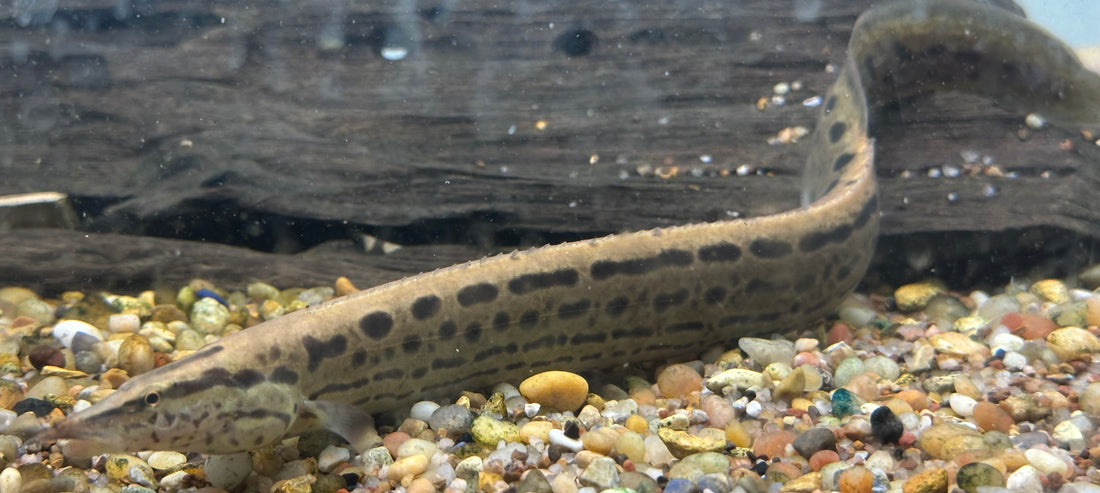 Large Black Spot Spiny Eel (10-11”)
