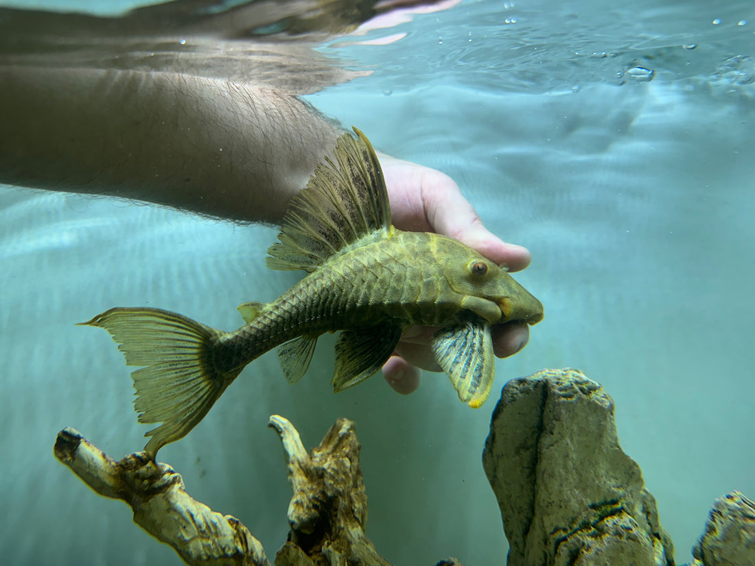 “Xanthic” Royal Pleco (8.5-9”)