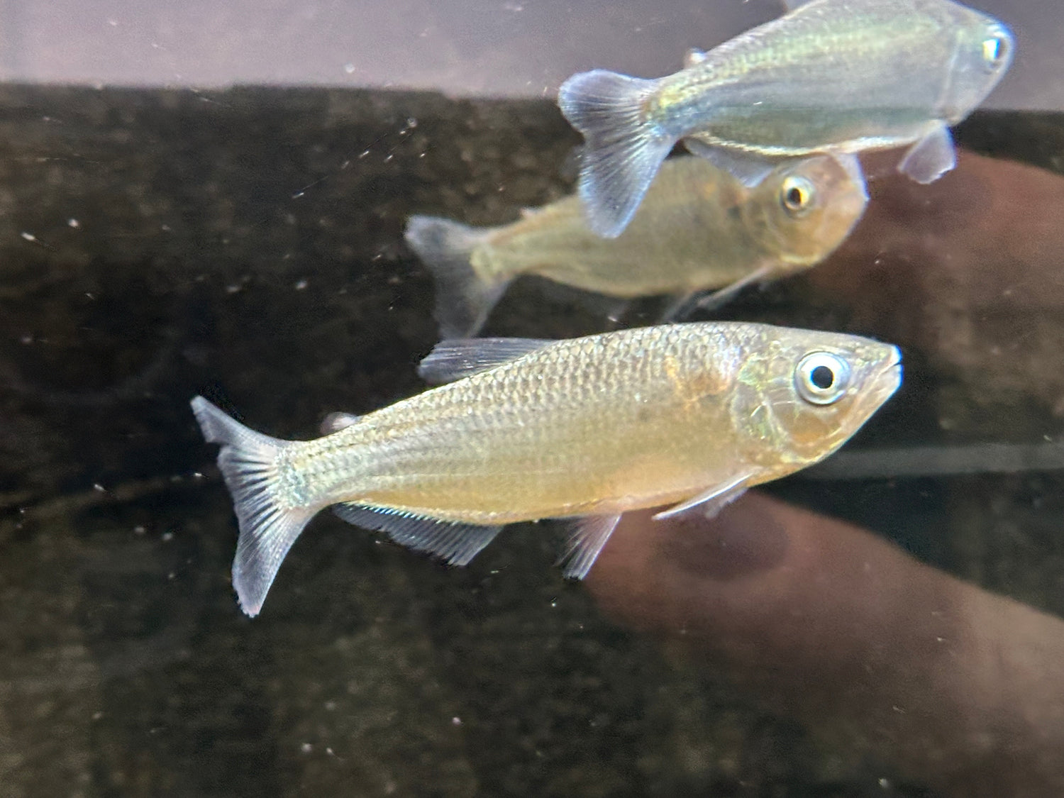 Brycon pesu (3-4”)