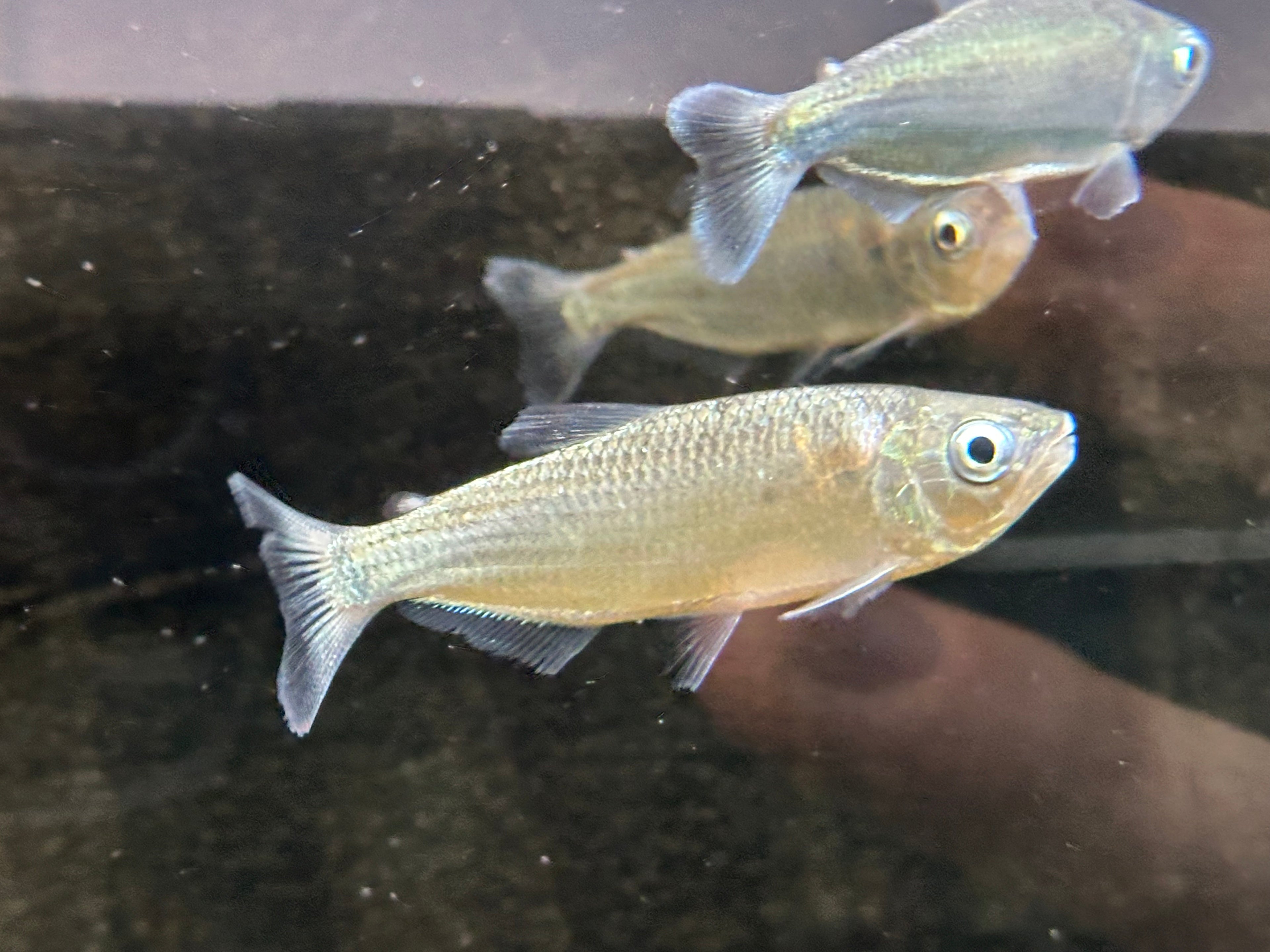 Brycon pesu (3-4”)