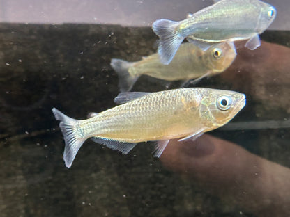 Brycon pesu (3-4”)