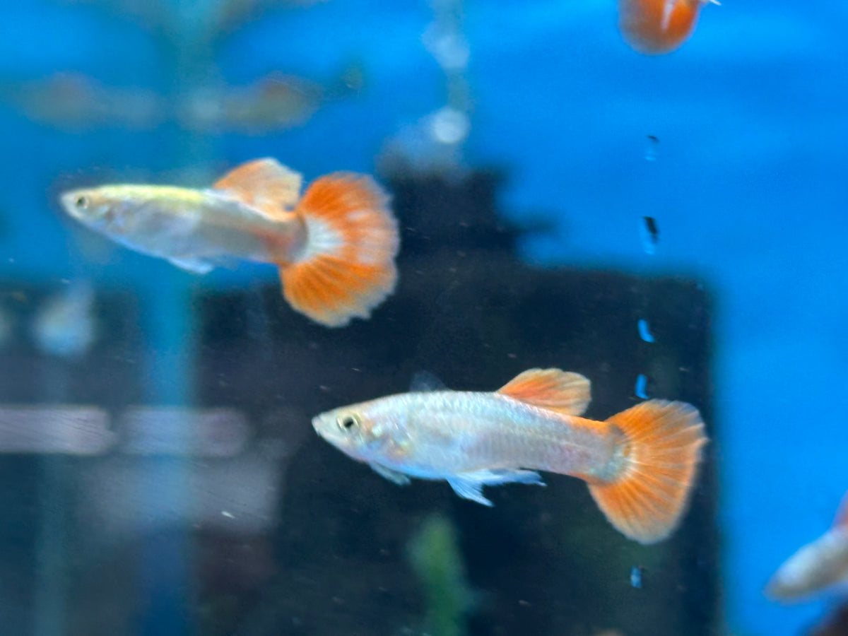 Dumbo Platinum Red Tail Guppy Pair (1”)