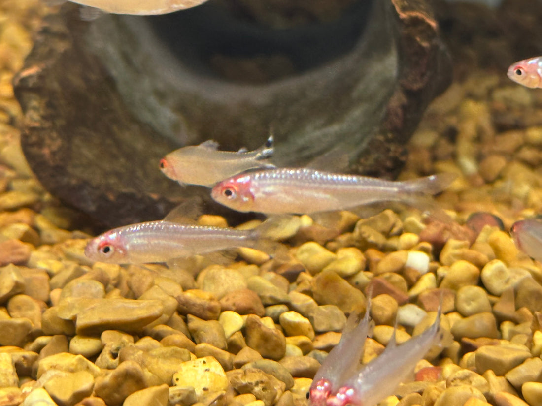 Brillianthead Rummynose Tetra (1.25”)