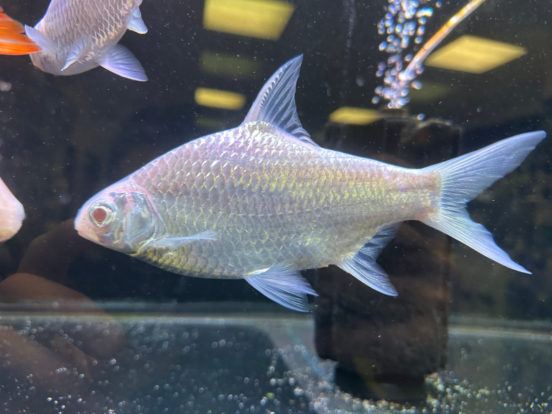 Albino Platinum Tinfoil Barb (6-7”)