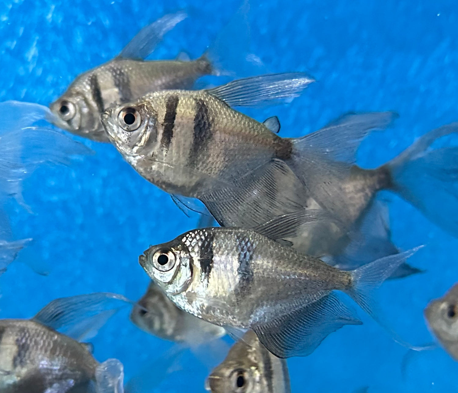 Black Skirt Tetra (1.5”)