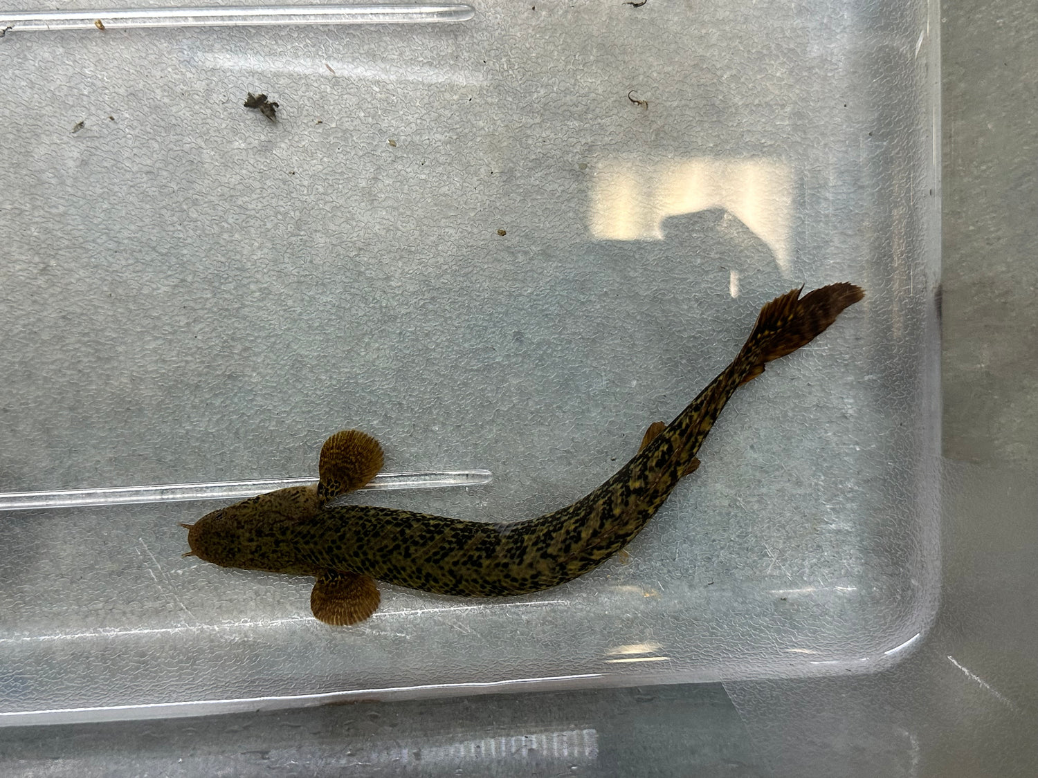 Teugelsi Polypterus (7”)