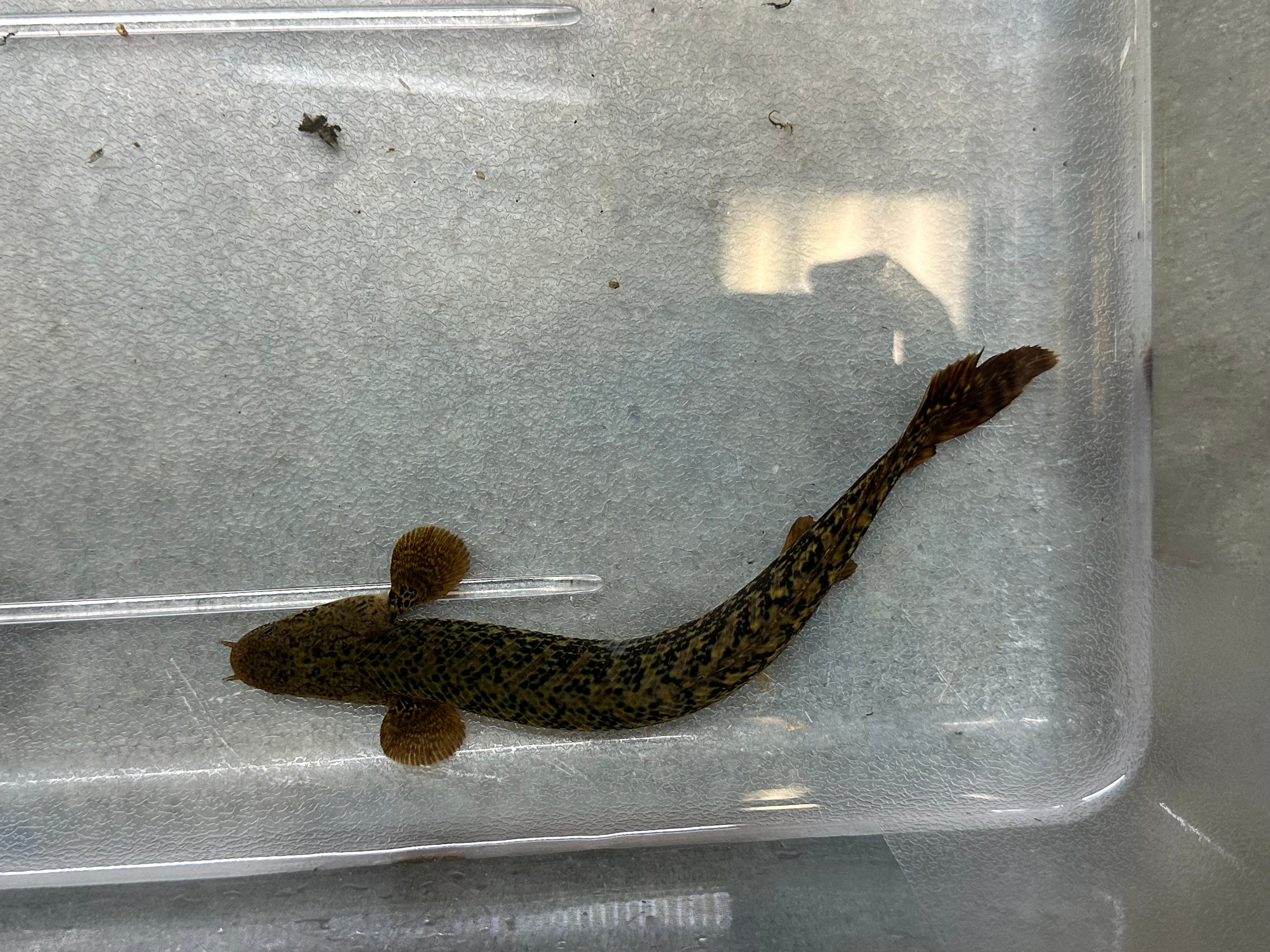 Teugelsi Polypterus (7”)