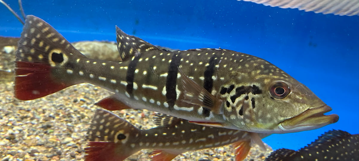 Temensis Paca XL Temensis Peacock Bass (14-15”) – Global Fish Co.