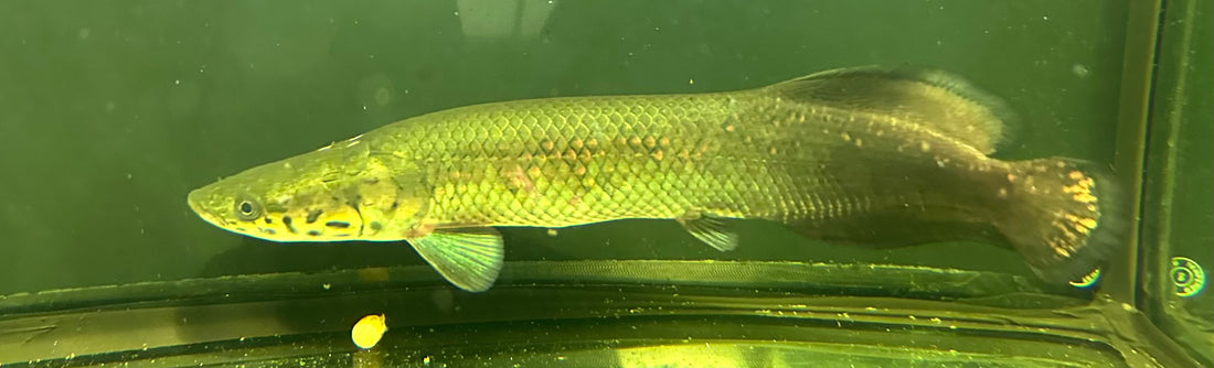 XL Arapaima (14-15”)