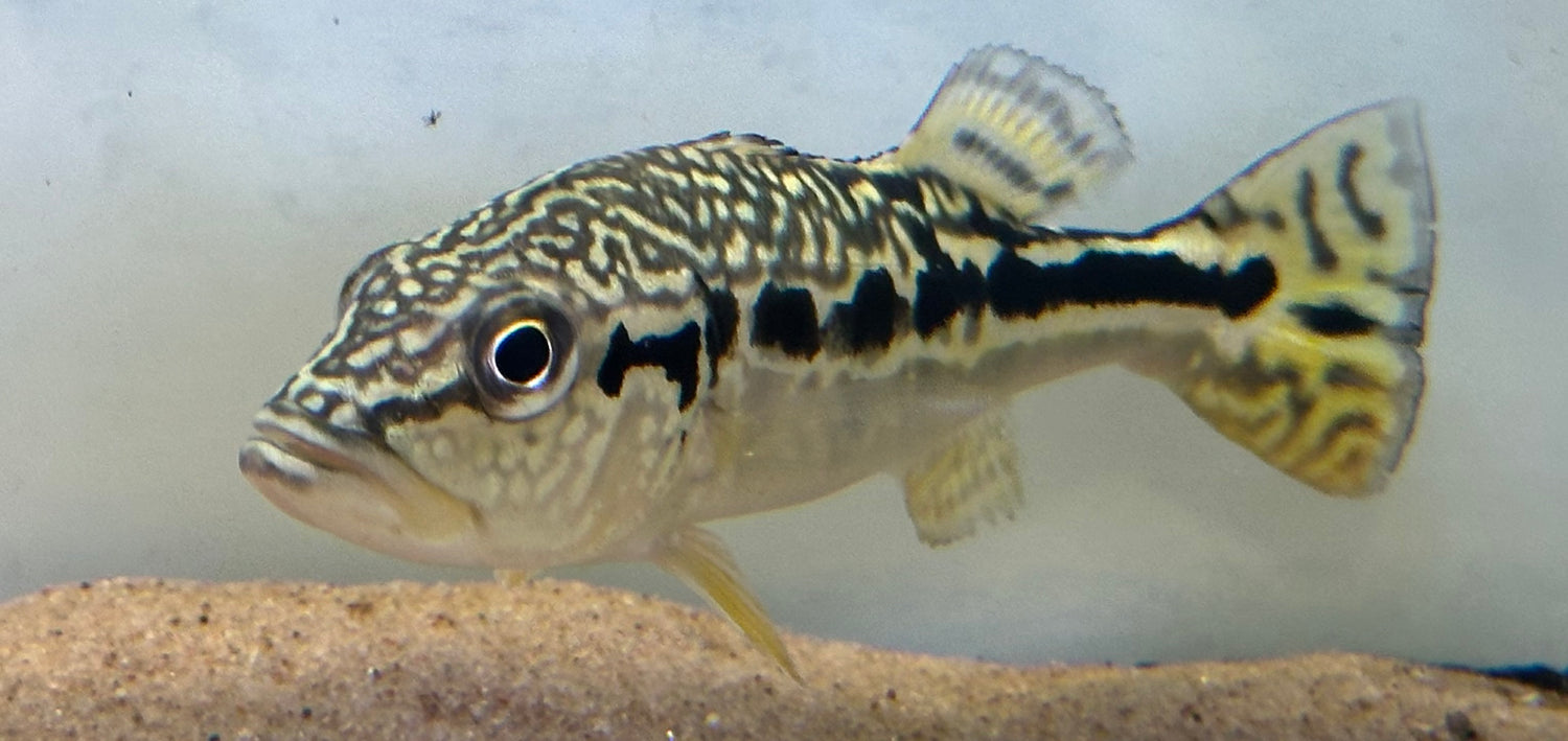 Cobra Snakeskin Peacock Bass (5.5”)