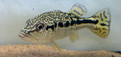 Cobra Snakeskin Peacock Bass (5.5”)