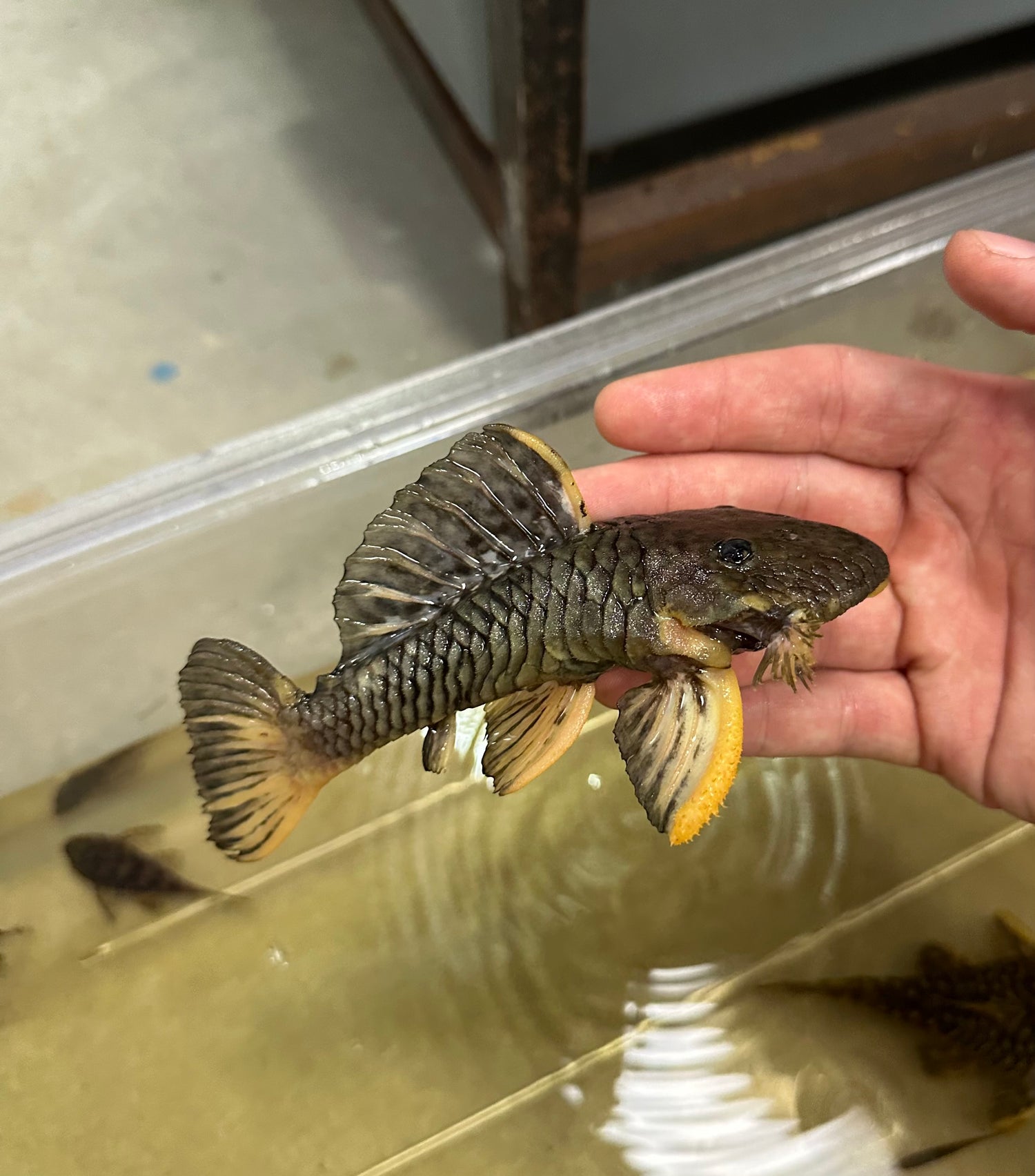 L056 Yellow/Black Chubby Pleco (4”)