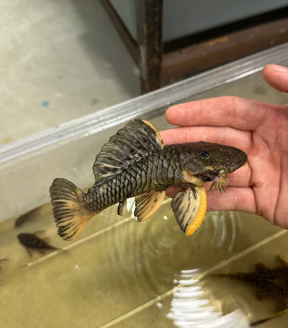 L056 Yellow/Black Chubby Pleco (4”)