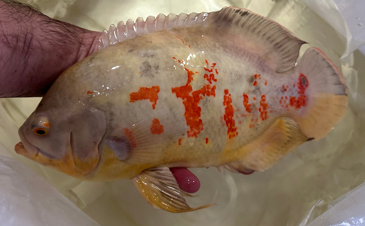 Jumbo Albino Tiger Oscar (9”)
