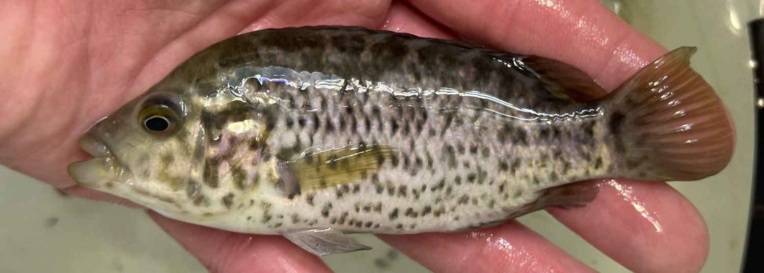 Cuban Cichlid (5”)