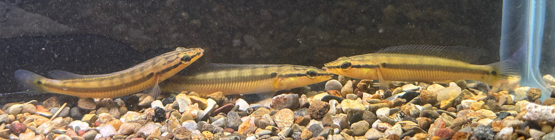 Baby Zebrina Pike Cichlid (3-3.5”)