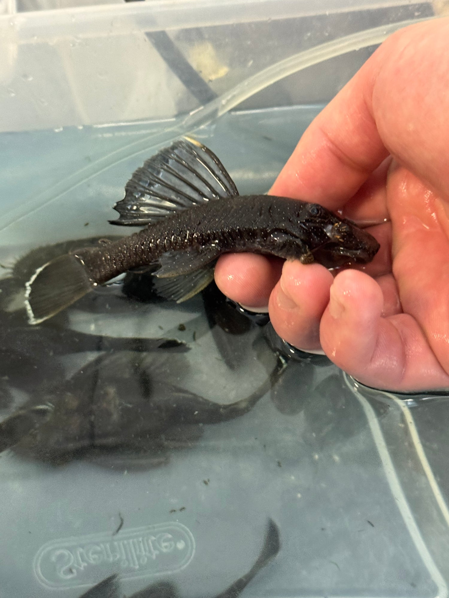 LARGE L183 Starlight Bristlenose Pleco (4-4.5”+)