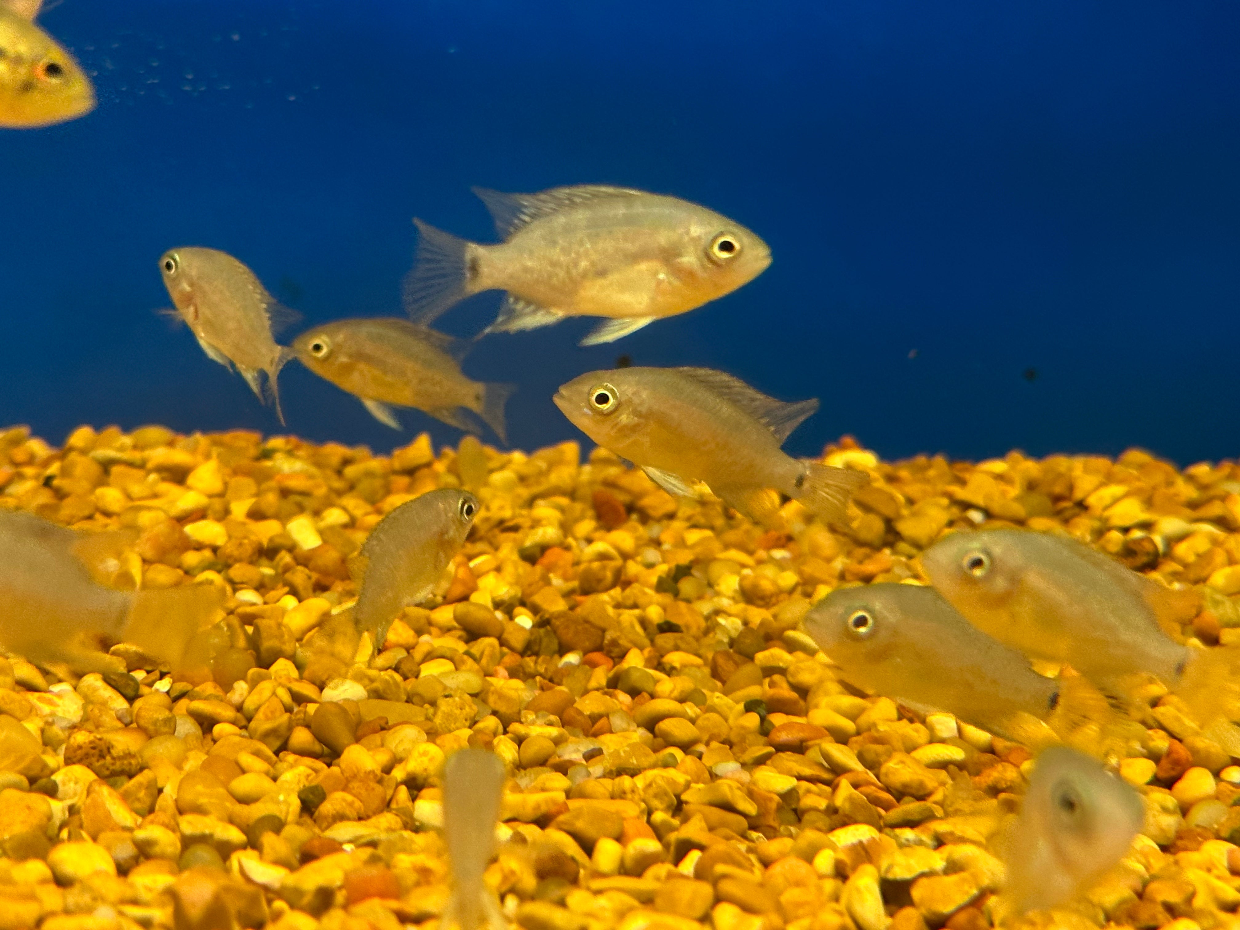 Pearsei Cichlid (1.5”) – Global Fish Co.